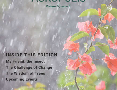 ACROPOLIS Monsoon Edition: 2023